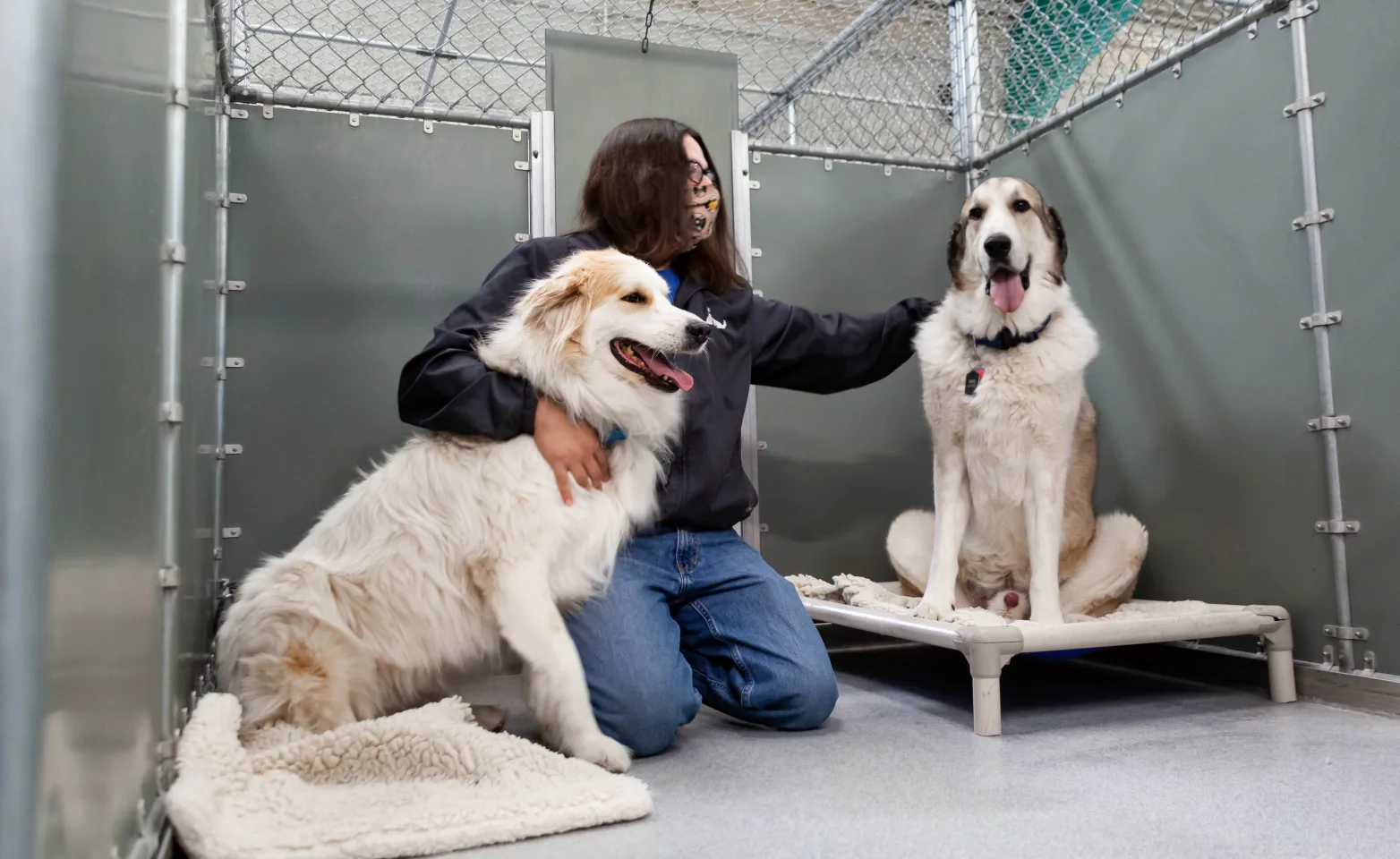 2 large furry dogs with resort staff in Deluxe Vacation Suites 